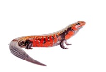African Fire Skink Care Guide & Info