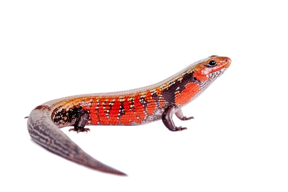 african fire skink
