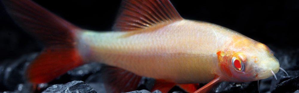 Albino Red Tail Shark eating