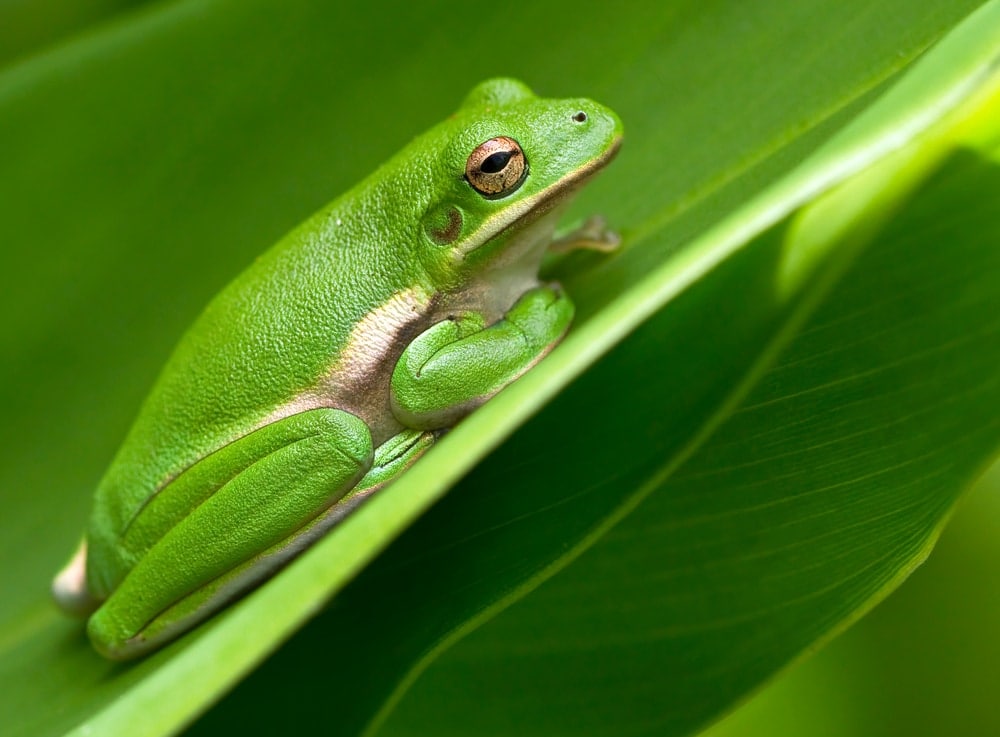 tree frog green purple gold