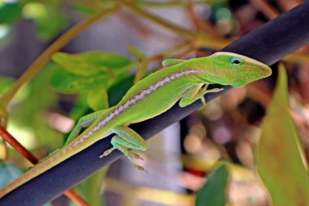 anolis