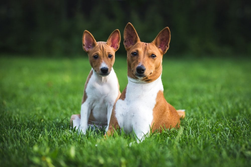 basenji