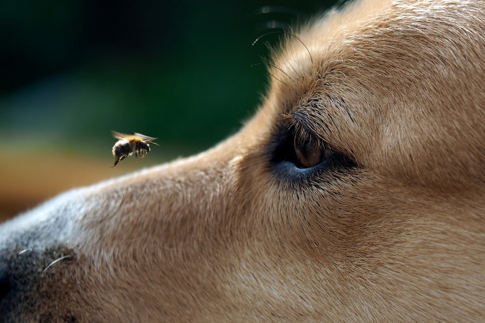 My dog Ate a Bee, What Should I do? » Petsoid
