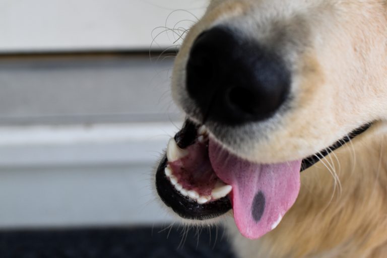 What is the Black Spot on my Dog’s Tongue? » Petsoid