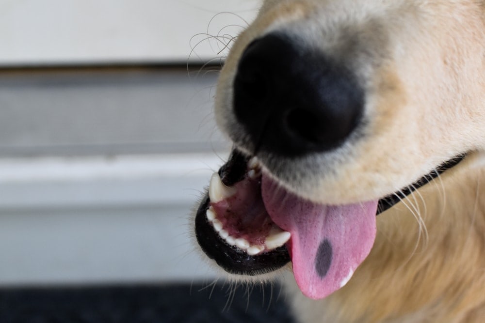 Cat Has Black Mark On Tongue