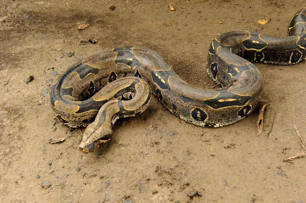boa constrictor size and length