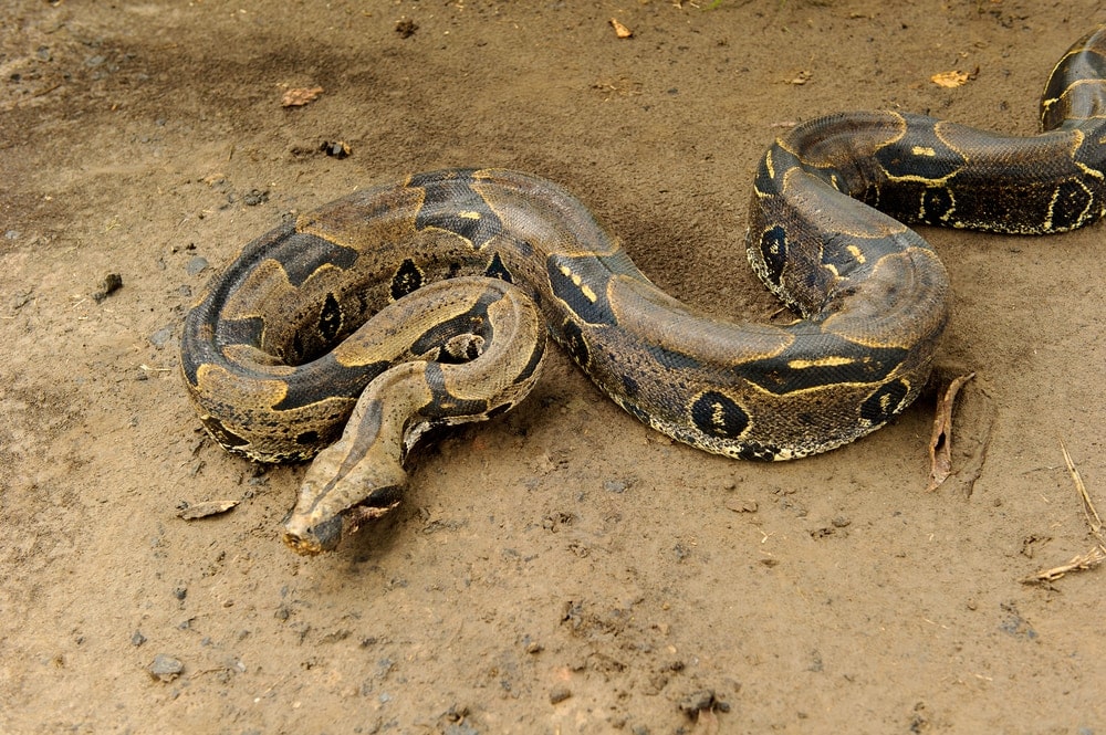 anaconda vs boa constrictor size