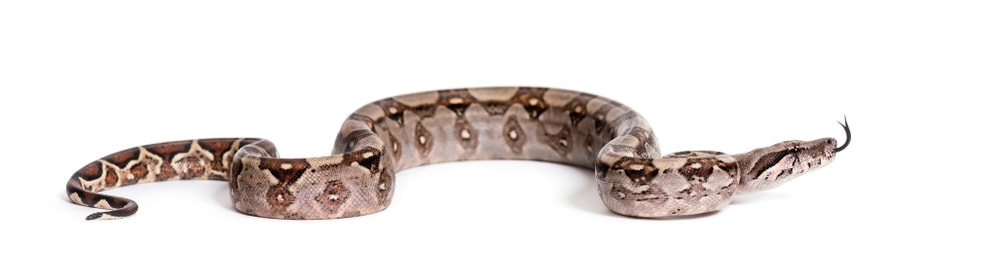 boa constrictor length