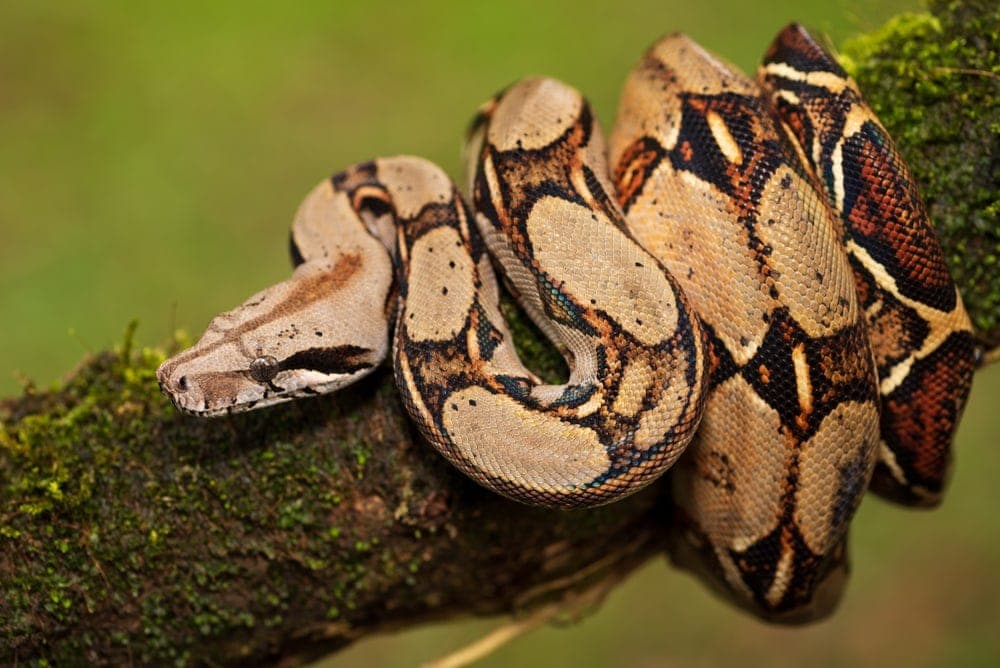 Boa Constrictor As A Pet Boa Constrictor As A Pet