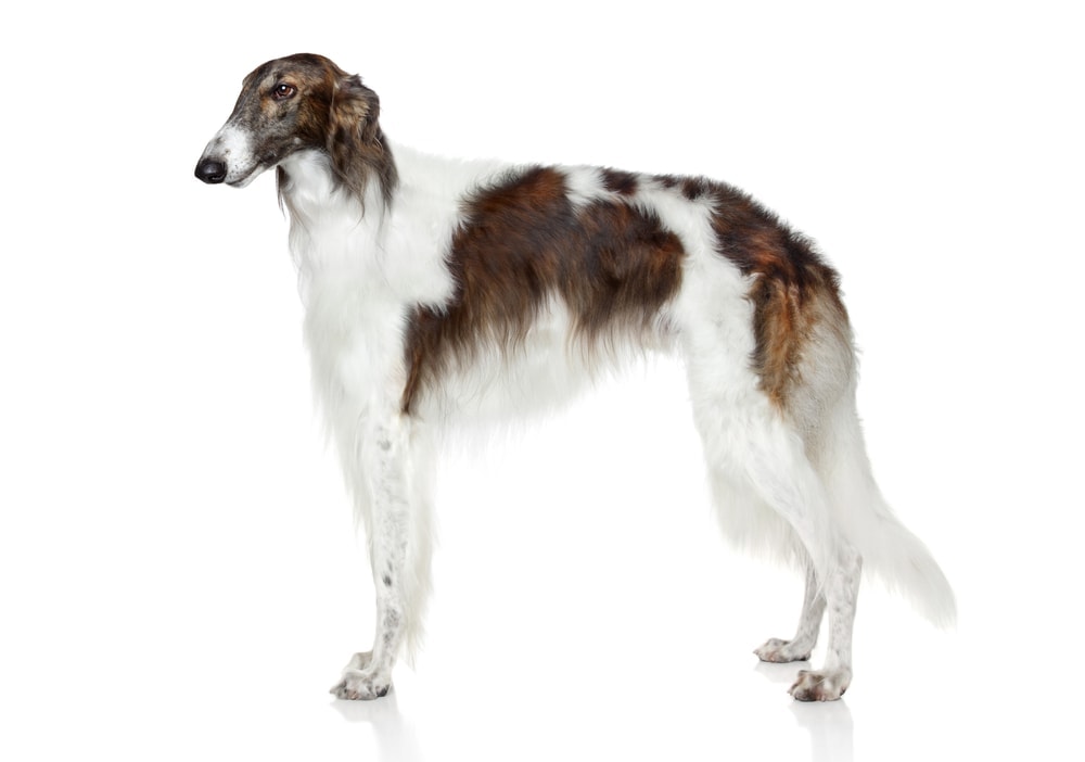 borzoi