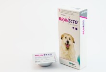Is Bravecto Safe for Dogs?