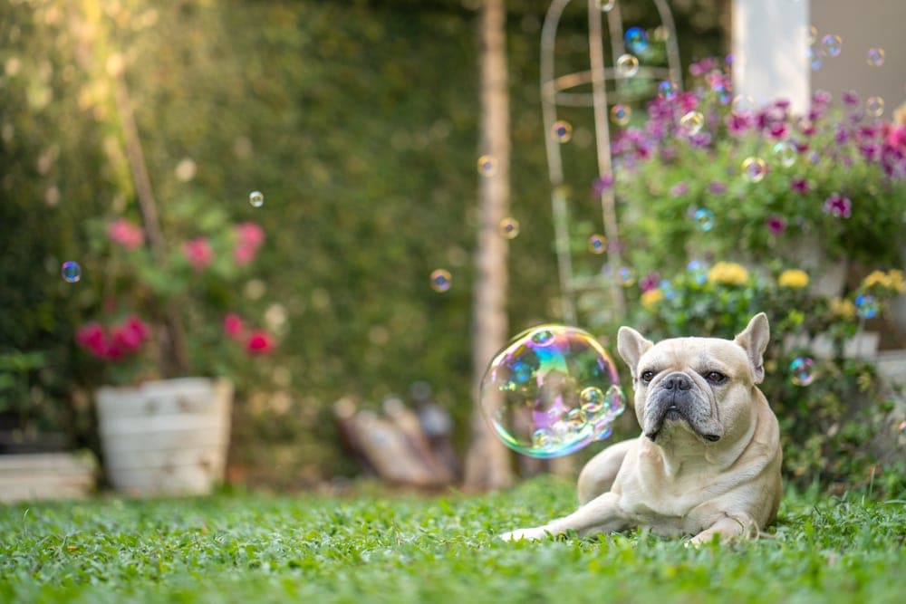 bulldog enjoys soap bubbles