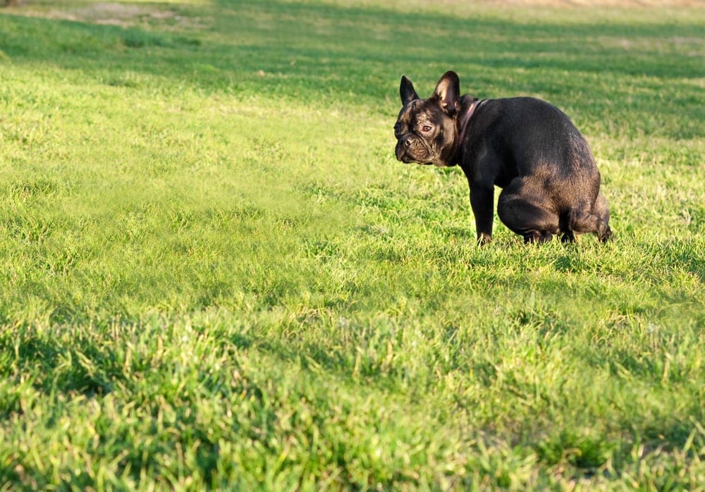 bulldog in a grass