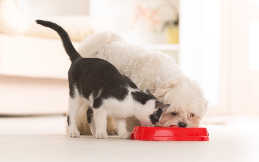 cat dog share food