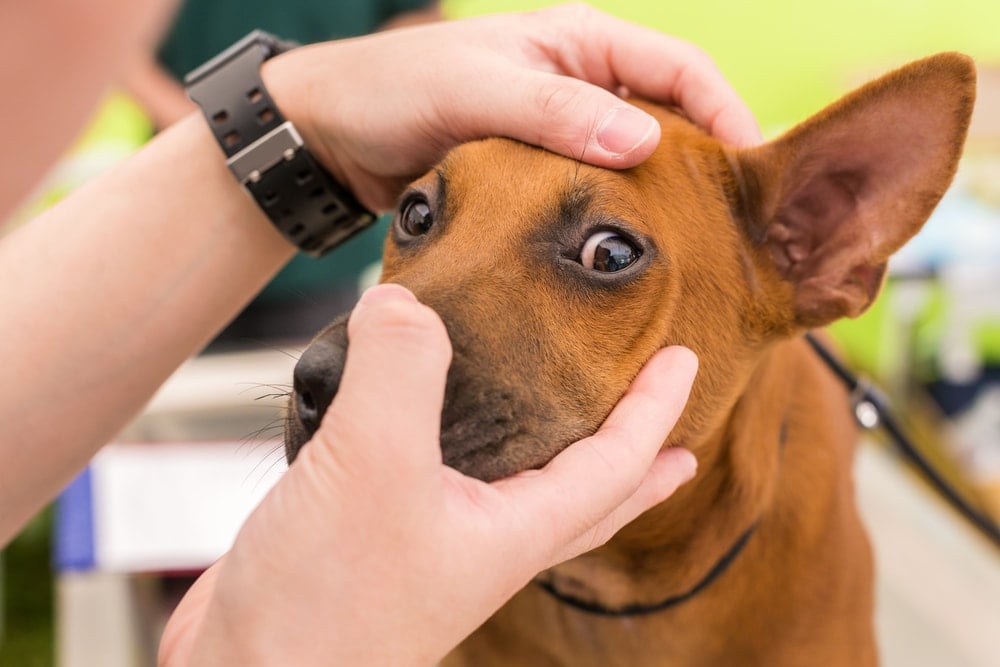 checking dogs eyes