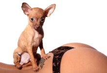 Why Do Dogs Eat Underwear?