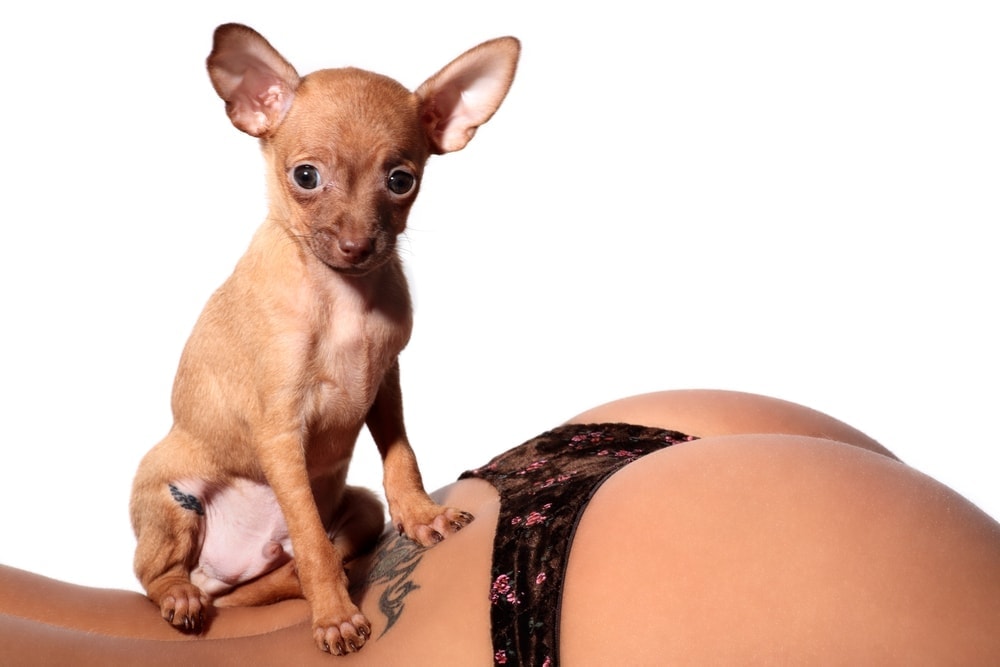 chihuahua and female butt