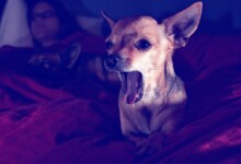 How To Stop Your Dog From Barking at Night?