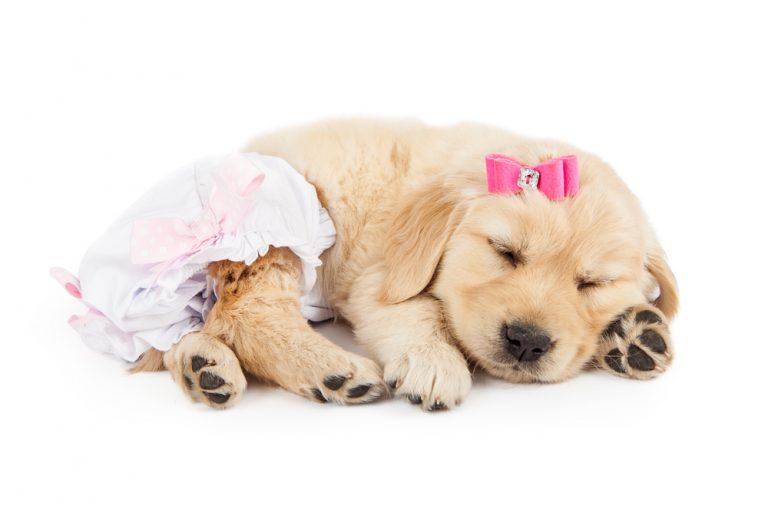 My Dog Ate Diaper What Should I Do? » Petsoid