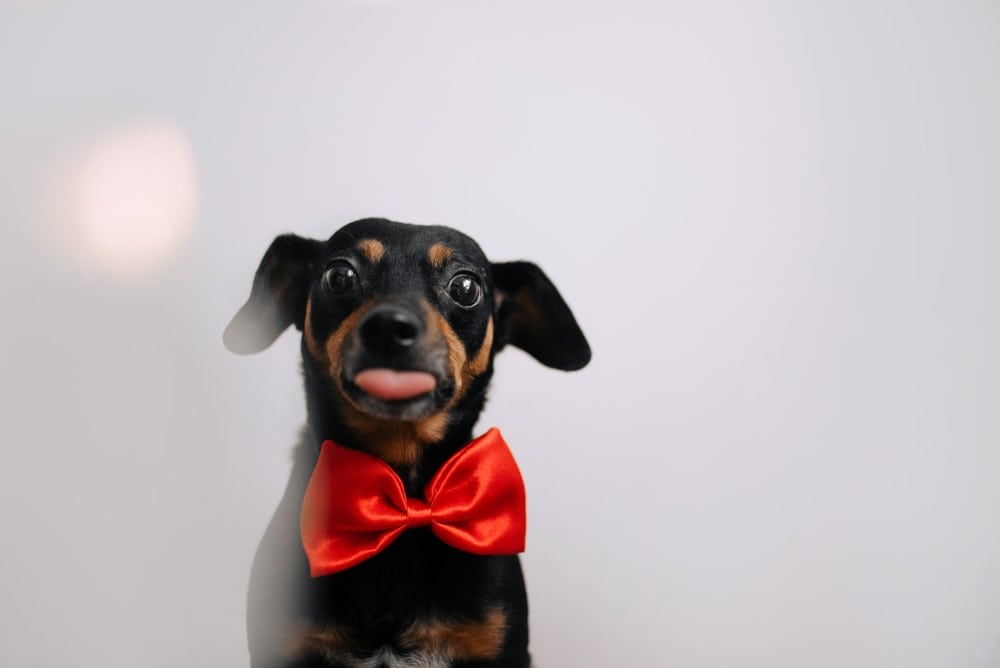 cute dog showing a tongue