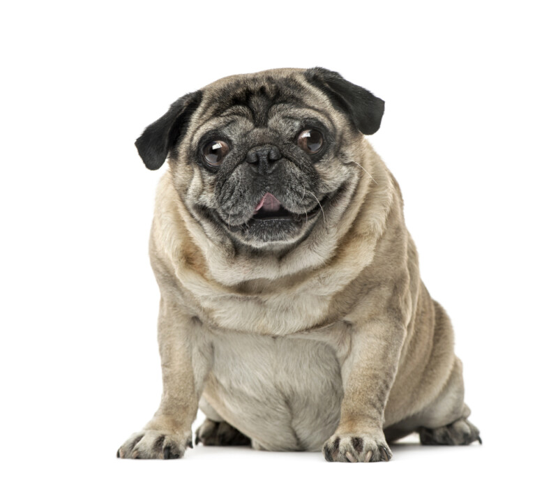 How Long Do Pugs live? » Petsoid