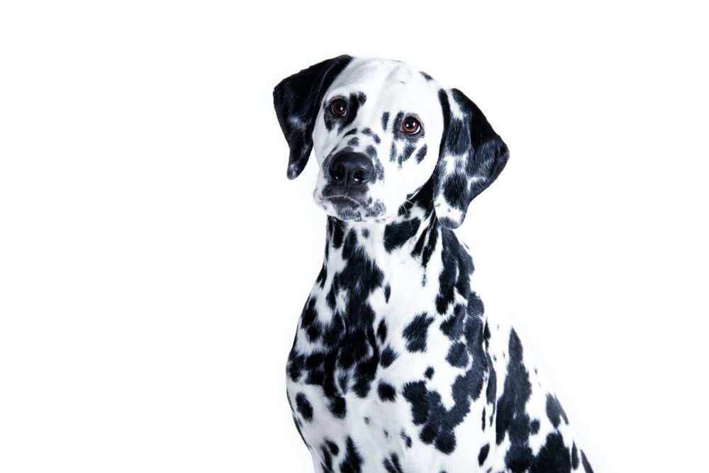 dalmatian 1