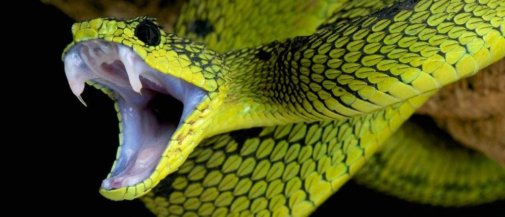 Top 5 Worlds Deadliest Snakes (With Info) - Petsoid