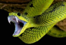 Top 5 Worlds Deadliest Snakes (With Info)