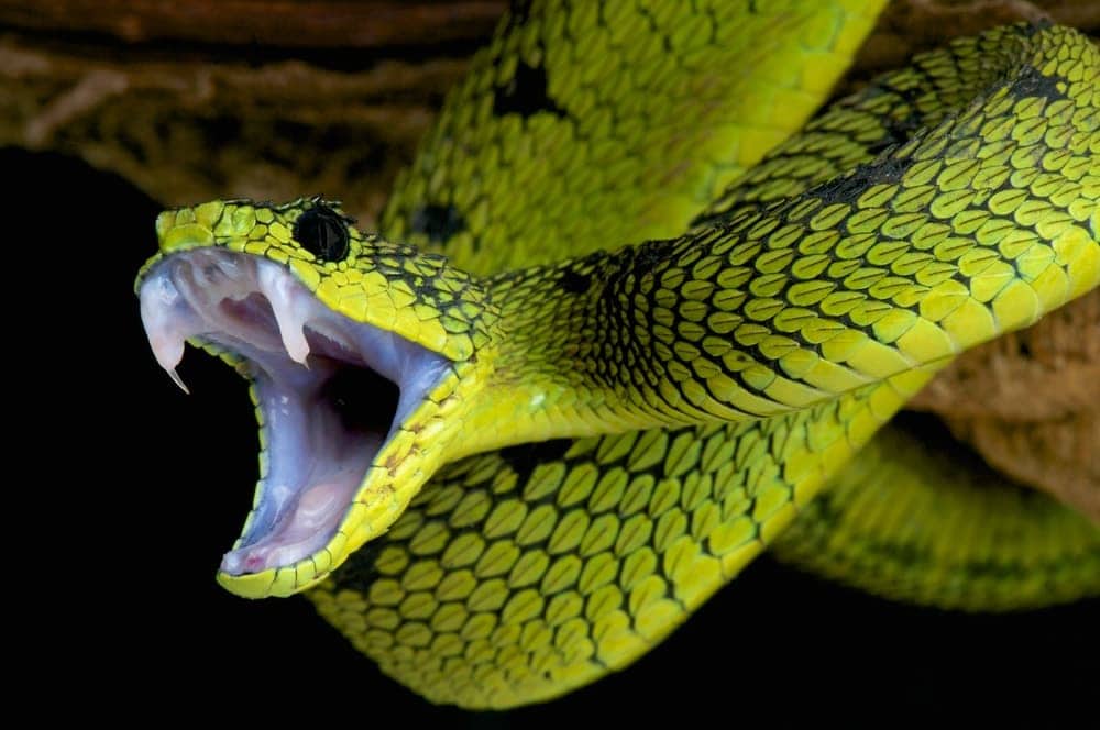 deadliest snakes