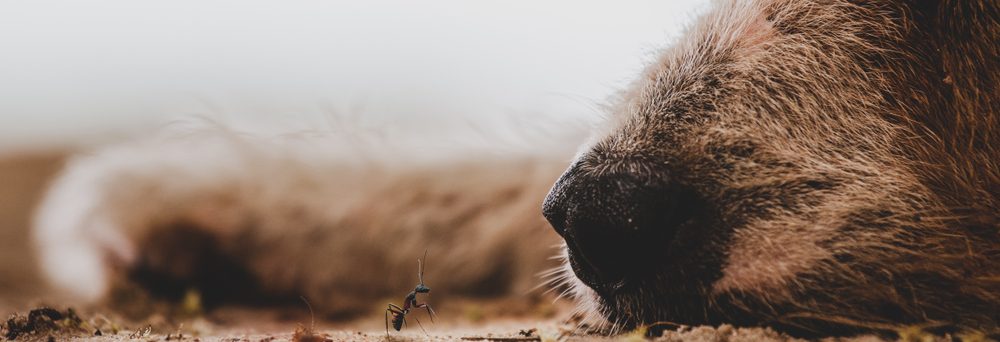 what happens if a dog eats ant poison powder