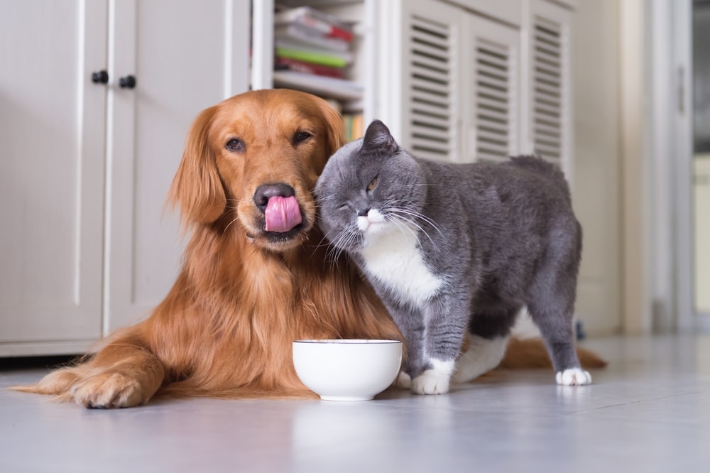 dog and cat eat