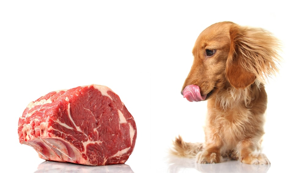 dog and meat white background