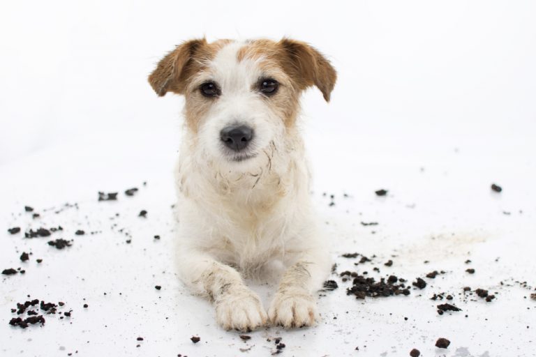 Why Do Dogs Eat Dirt? » Petsoid