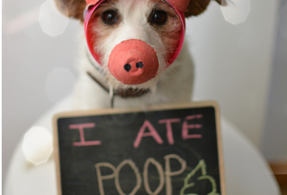 Why Does my Dog Eat Paper? » Petsoid