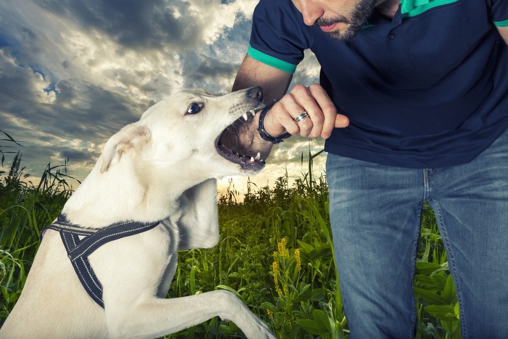 dog bites a man on a street