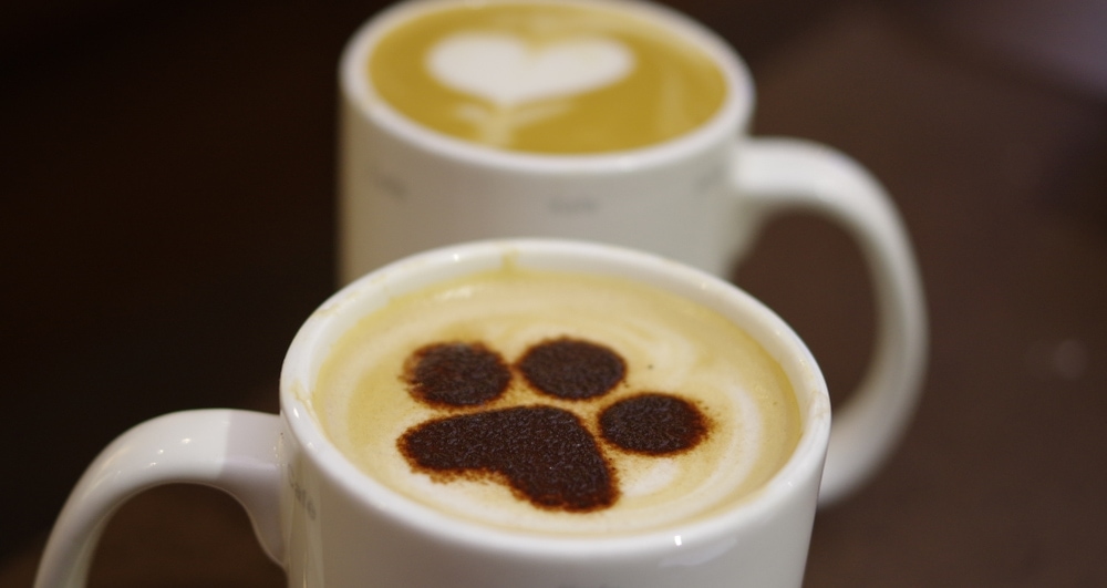 dog cappuccino