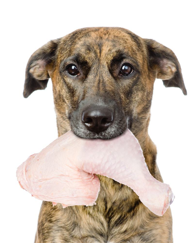 My Dog Ate Raw Chicken - What should I do? » Petsoid