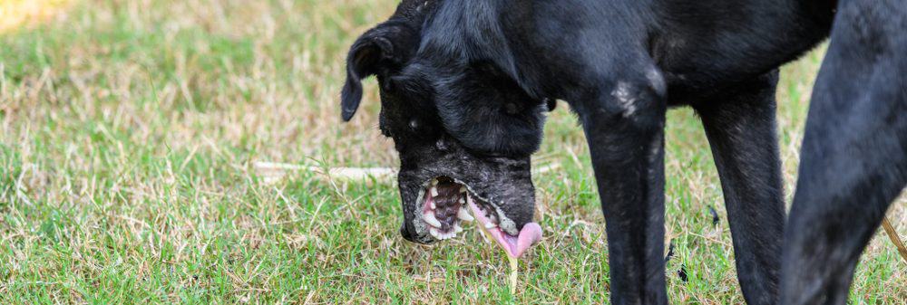 dog hacking up foam