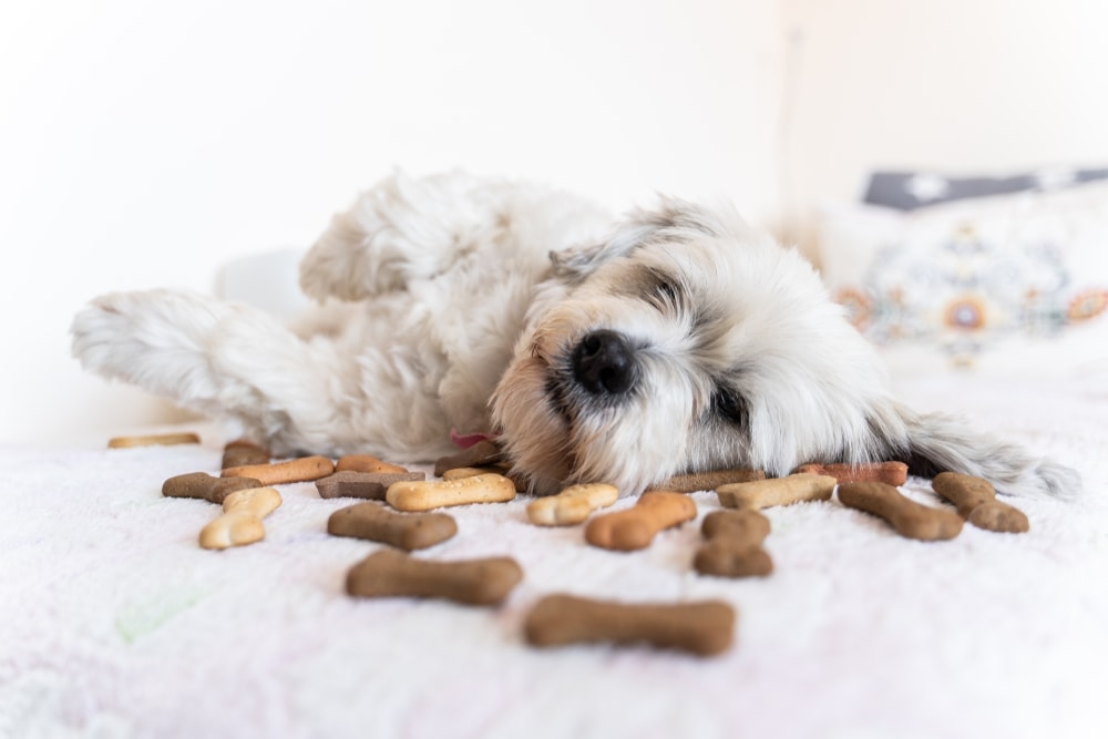 can dogs eat crackers with peanut butter