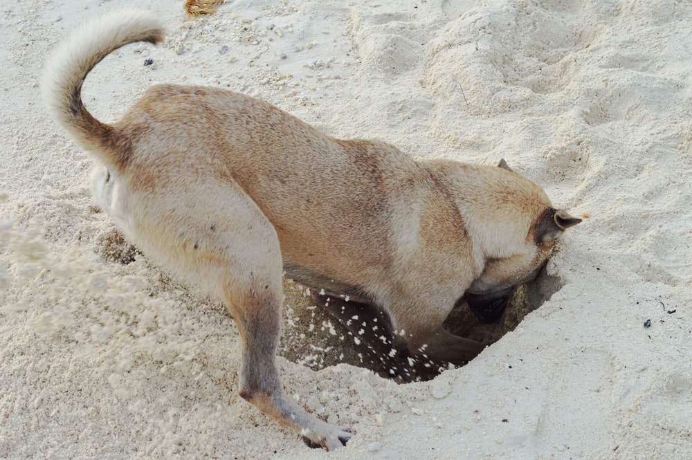 dog digging 2