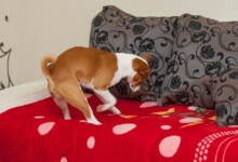 Why Do Dogs Dig in Their Beds?