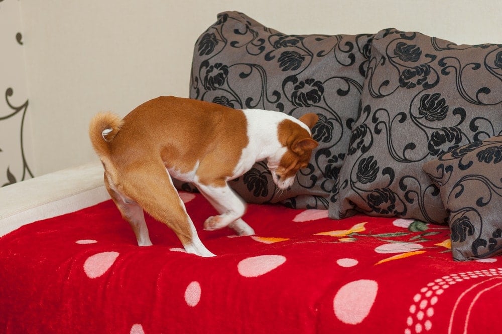 dog digging in bed