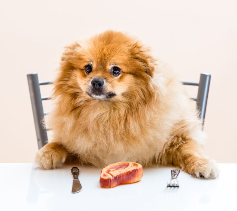 Can Dogs Eat Steak & Is it Safe? » Petsoid