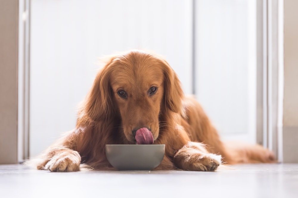 dog eating chicken and rice