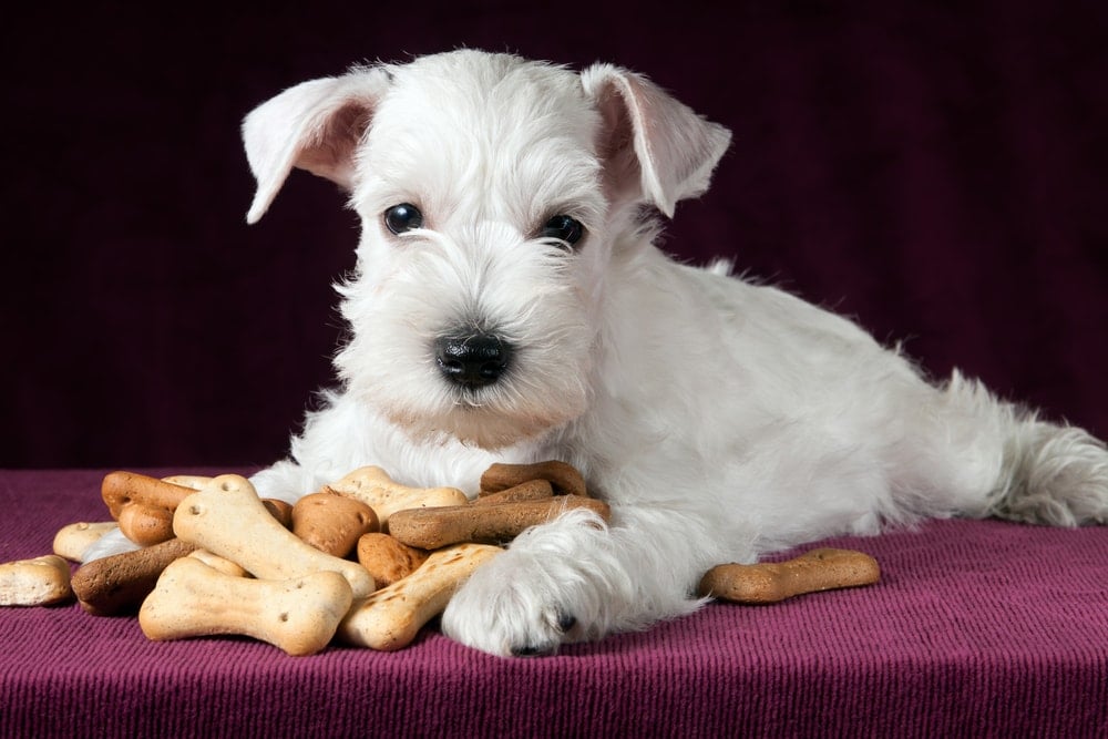 dog eating crackers