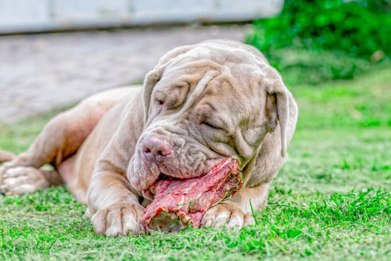 Can Dogs Eat Steak & Is it Safe? » Petsoid