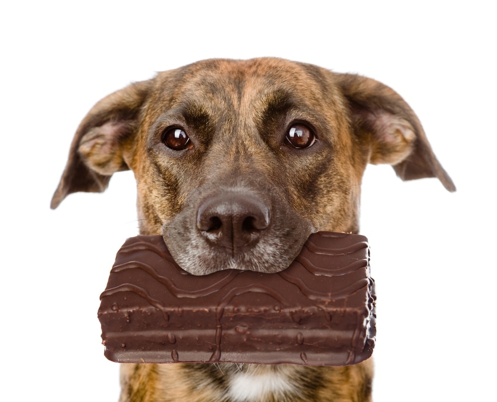 dog eats chocolate cake