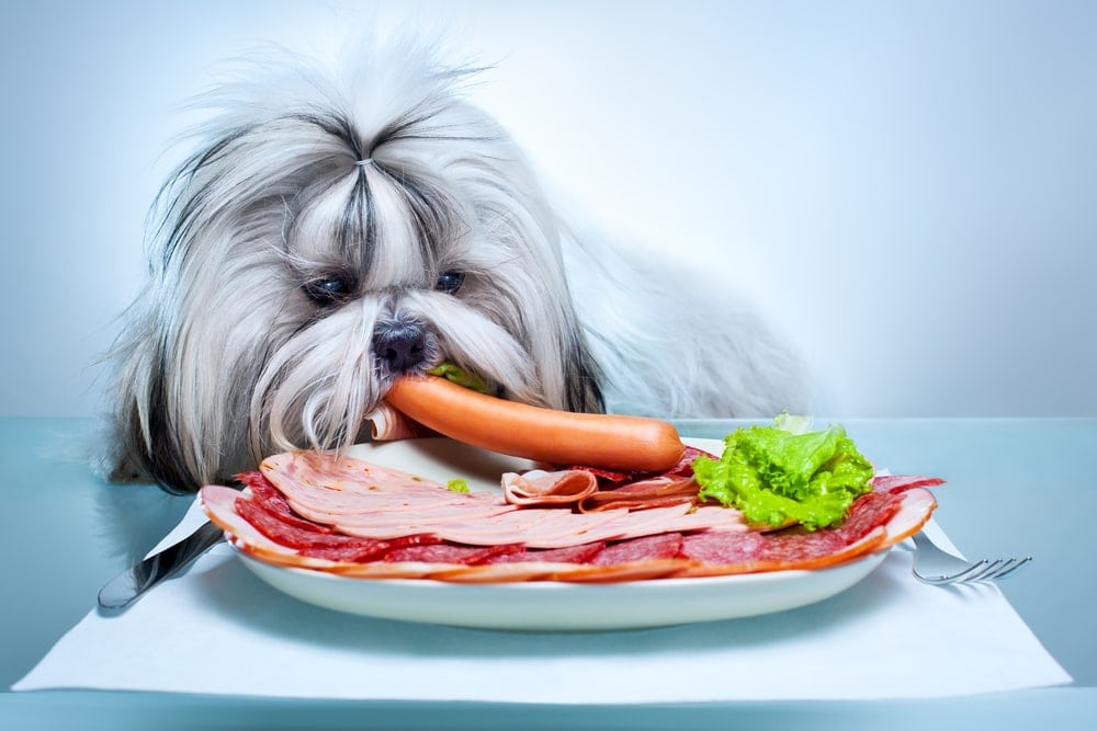 dog eats sausage