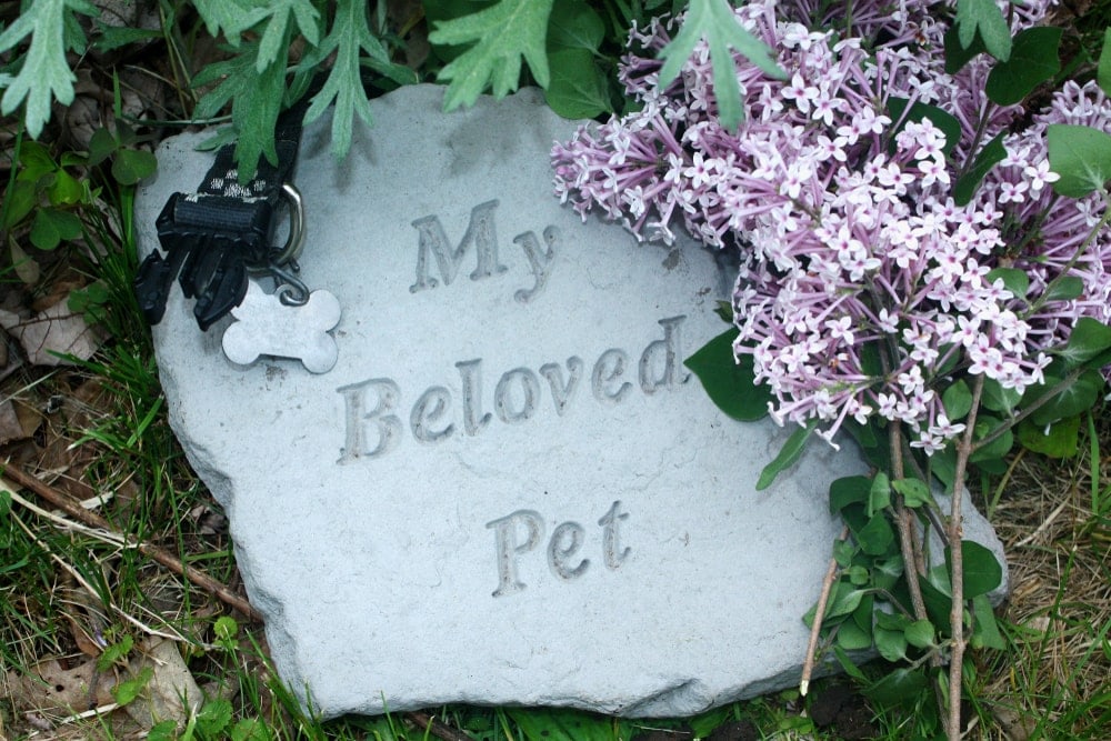 How Much Does Dog Cremation Cost? » Petsoid