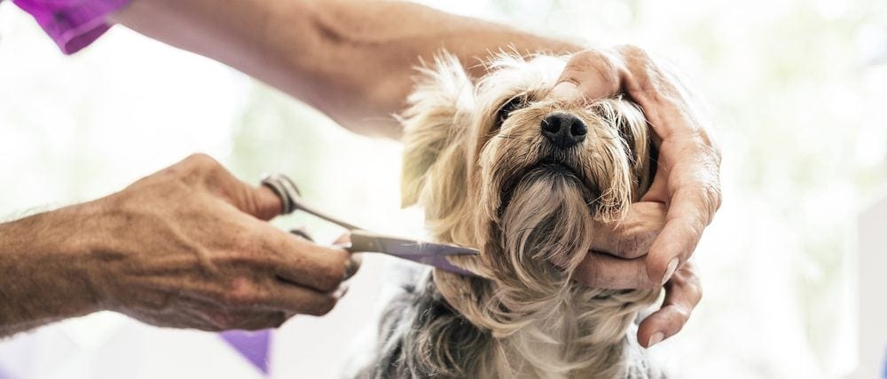 how-much-should-i-tip-my-dog-groomer-petsoid